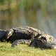 Image for article titled Honestly, When Isn't There An Alligator Loose In New Jersey?